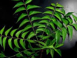 blood pressure Neem